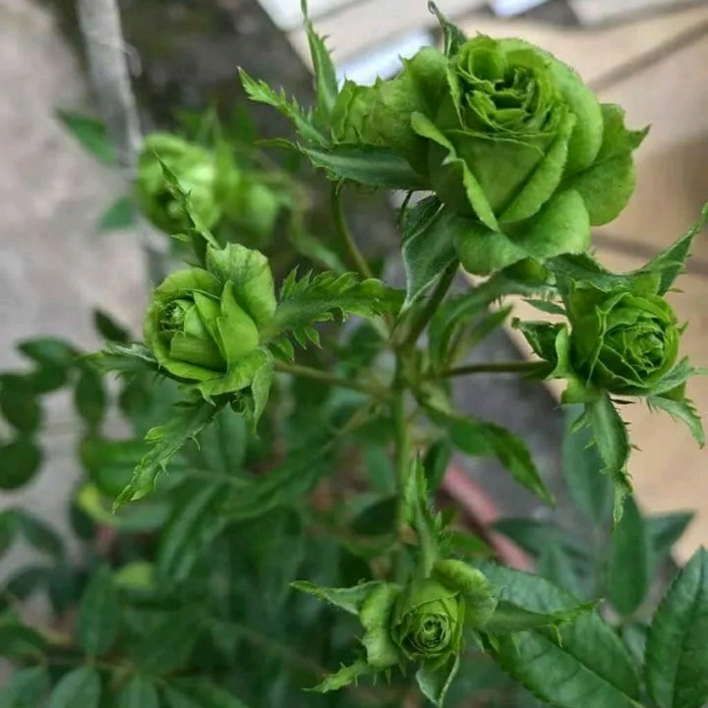 Meet your Posher, Brisa